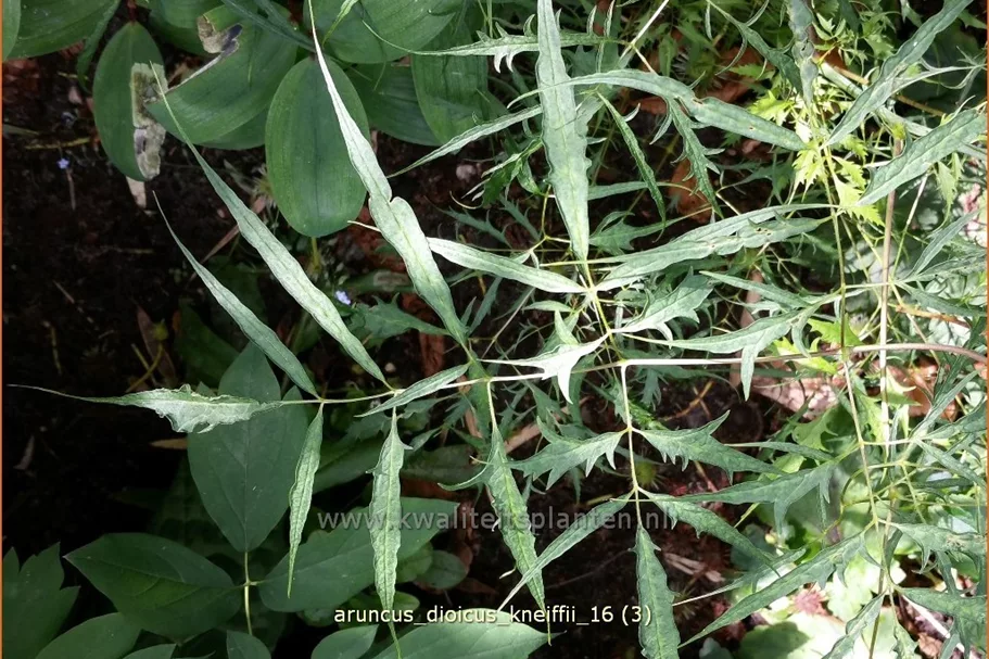 Aruncus dioicus 'Kneiffii'