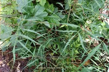 Aruncus dioicus 'Kneiffii'