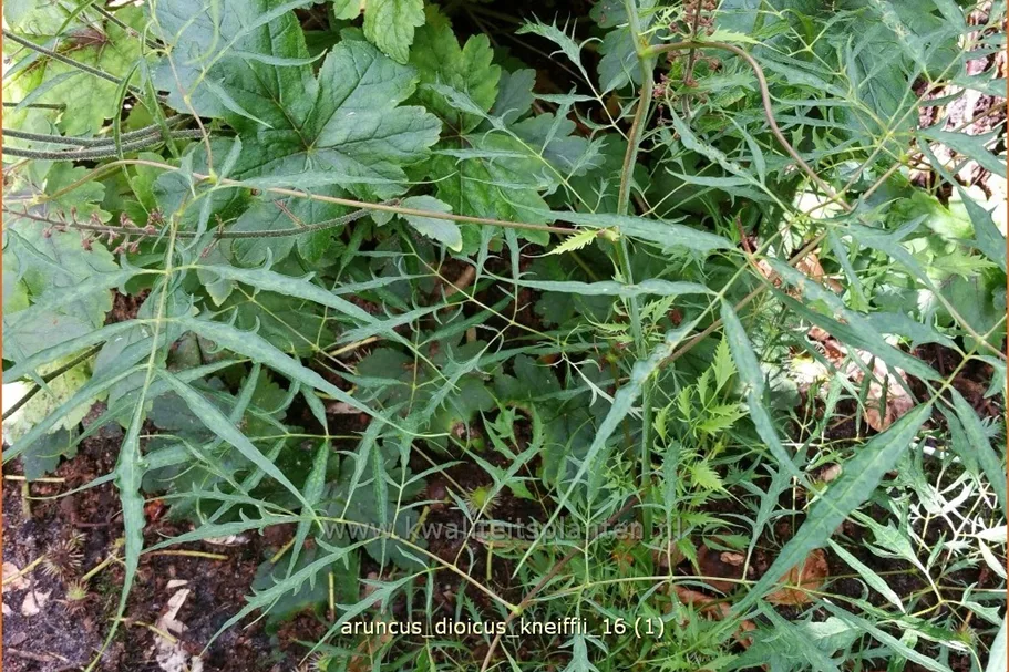 Aruncus dioicus 'Kneiffii'