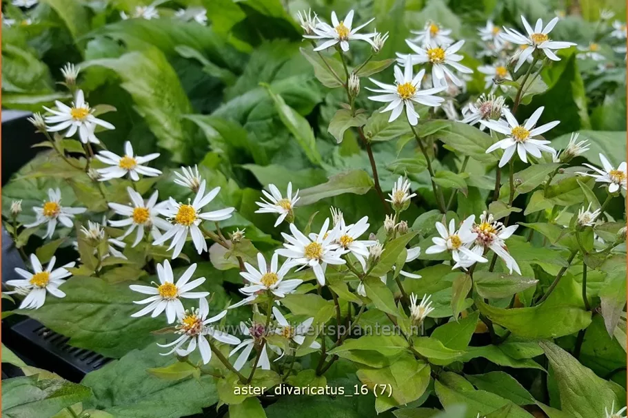 Aster divaricatus