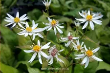 Aster divaricatus