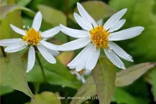 Aster divaricatus