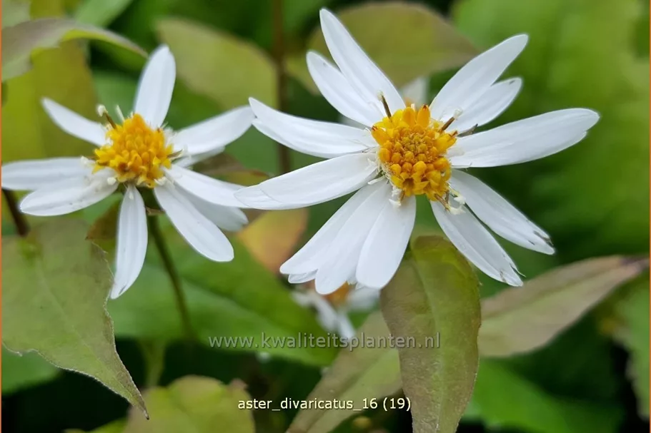 Aster divaricatus
