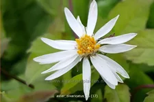 Aster divaricatus
