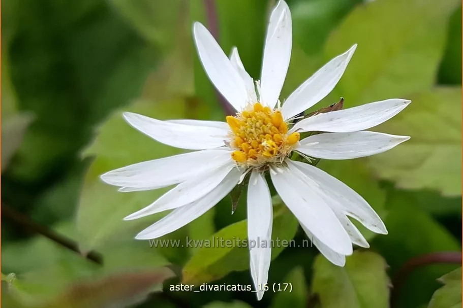 Aster divaricatus