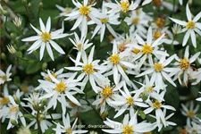 Aster divaricatus