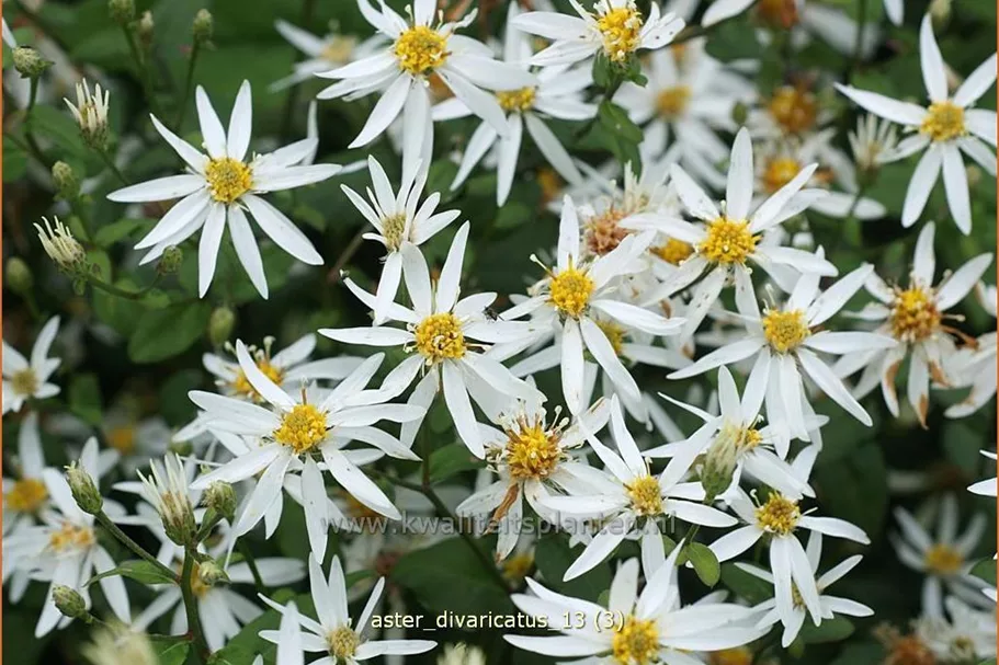 Aster divaricatus
