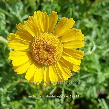 Anthemis hybrida 'Kelwayi'