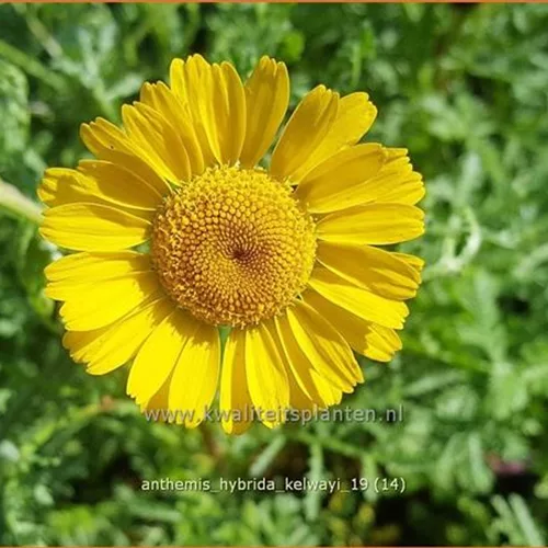 Anthemis hybrida 'Kelwayi'