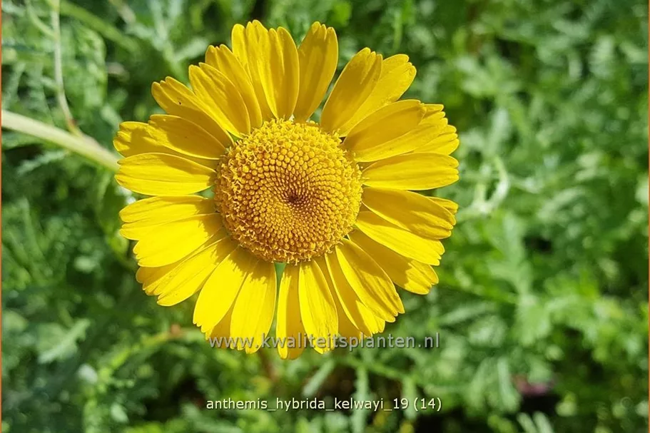 Anthemis hybrida 'Kelwayi'