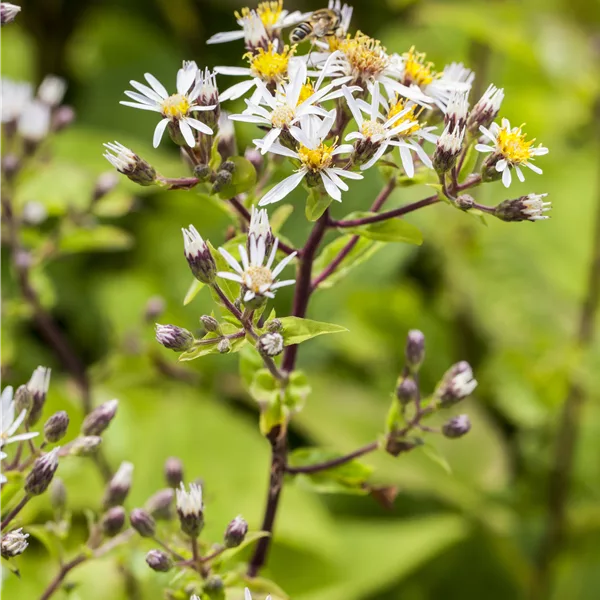 Aster divaricatus
