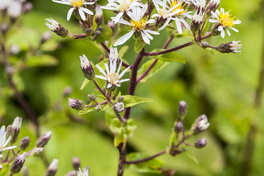 Aster divaricatus