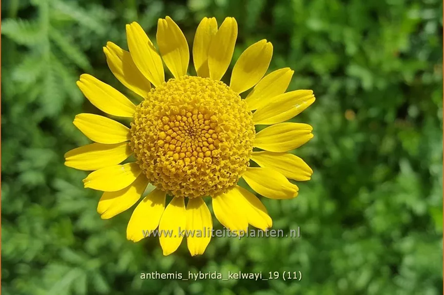Anthemis hybrida 'Kelwayi'