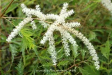 Aruncus dioicus 'Whirlwind'