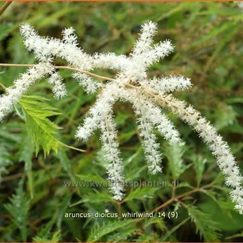 Aruncus dioicus 'Whirlwind'