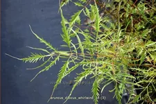 Aruncus dioicus 'Whirlwind'