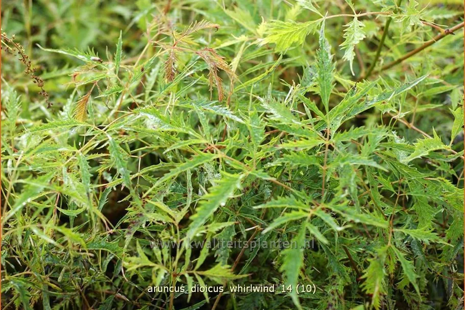 Aruncus dioicus 'Whirlwind'