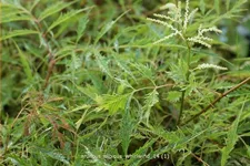 Aruncus dioicus 'Whirlwind'