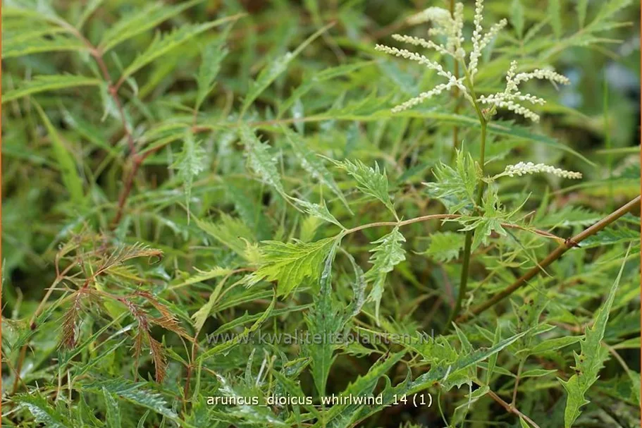 Aruncus dioicus 'Whirlwind'