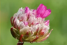 Armeria maritima 'Armada Deep Rose'