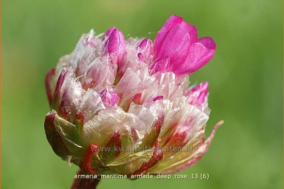 Armeria maritima 'Armada Deep Rose'
