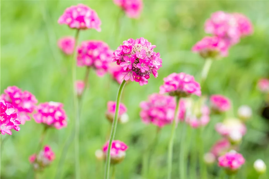 Armeria maritima 'Armada Deep Rose'