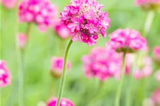 Armeria maritima 'Armada Deep Rose'