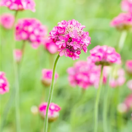 Armeria maritima 'Armada Deep Rose'