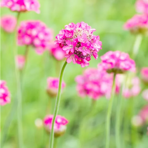 Armeria maritima 'Armada Deep Rose'