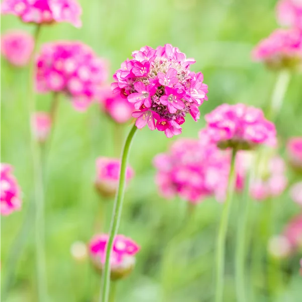 Armeria maritima 'Armada Deep Rose'