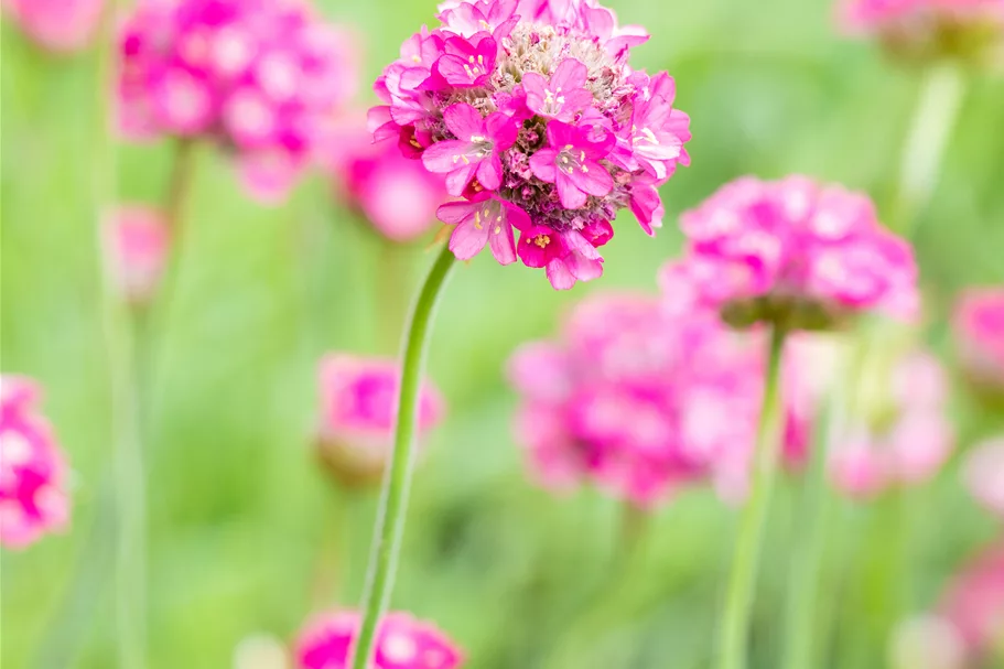 Armeria maritima 'Armada Deep Rose'