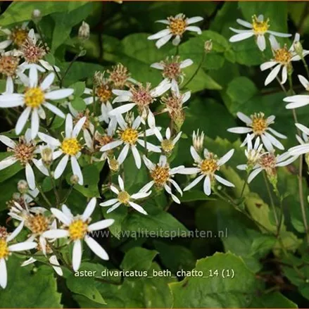 Aster divaricatus 'Beth Chatto'
