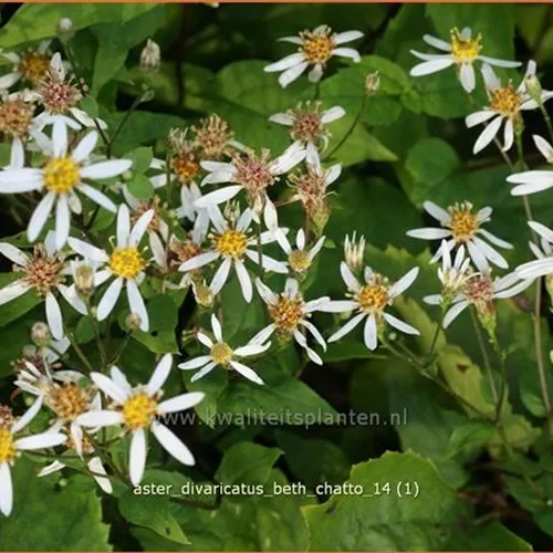 Aster divaricatus 'Beth Chatto'