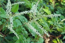 Aruncus aethusifolius 'Horatio'