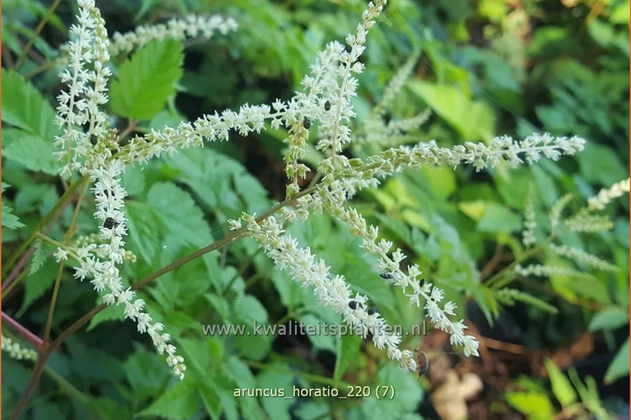 Aruncus aethusifolius 'Horatio'