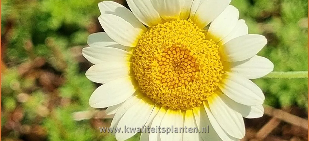 Anthemis hybrida 'Sauce Hollandaise'