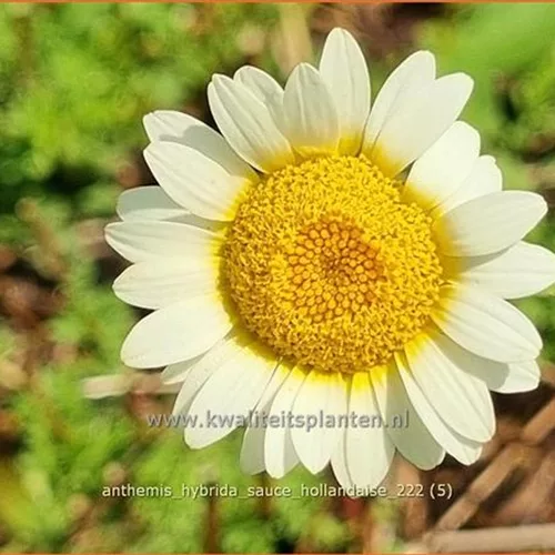 Anthemis hybrida 'Sauce Hollandaise'