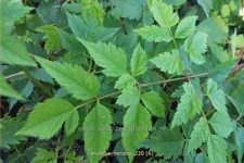 Aruncus aethusifolius 'Horatio'