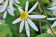 Aster divaricatus 'Tradescant'