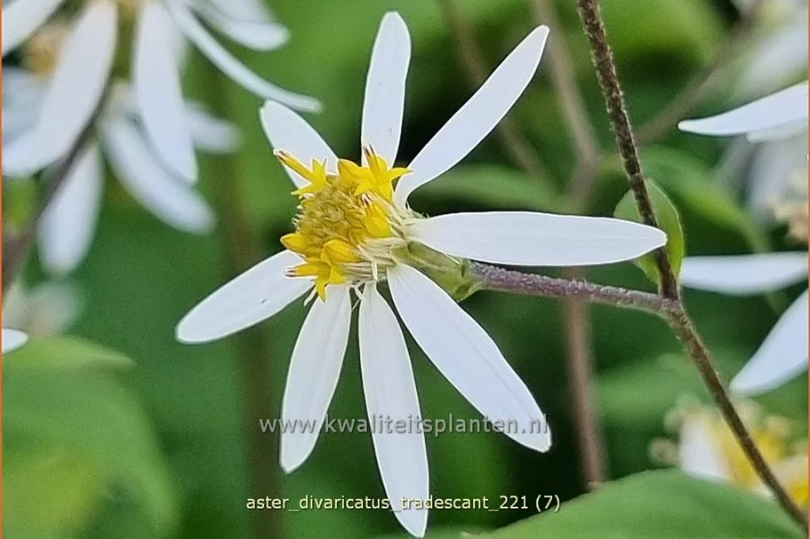 Aster divaricatus 'Tradescant'