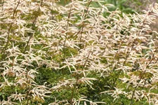 Aruncus aethusifolius 'Horatio'