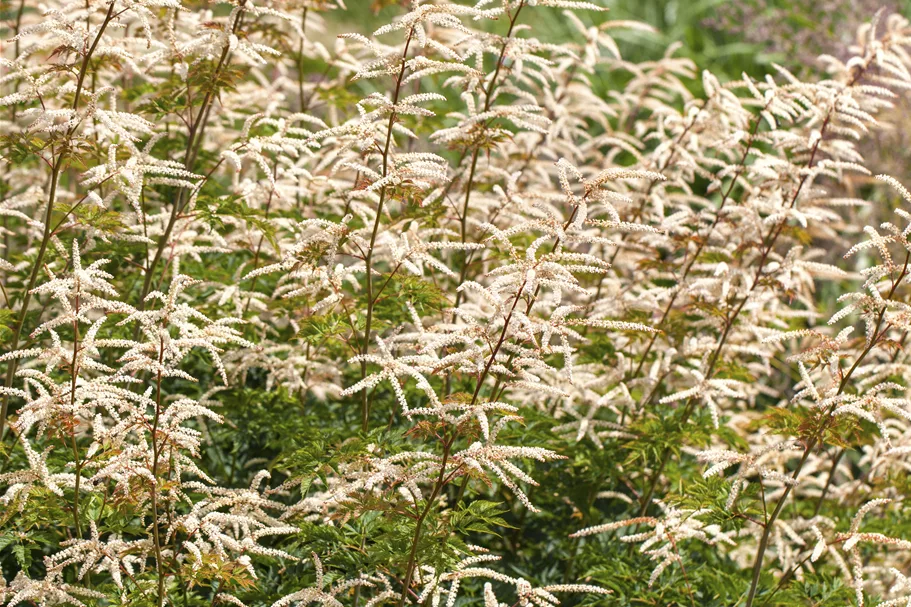 Aruncus aethusifolius 'Horatio'