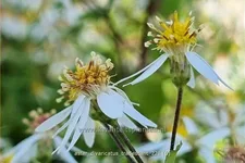 Aster divaricatus 'Tradescant'