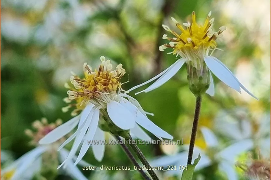Aster divaricatus 'Tradescant'