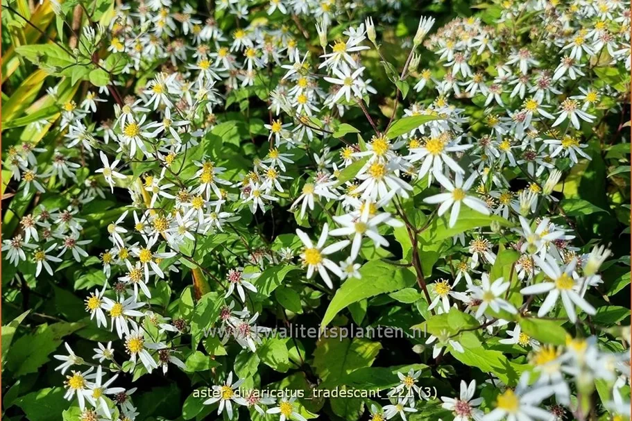 Aster divaricatus 'Tradescant'