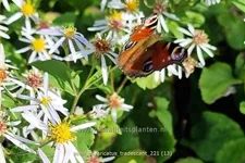 Aster divaricatus 'Tradescant'