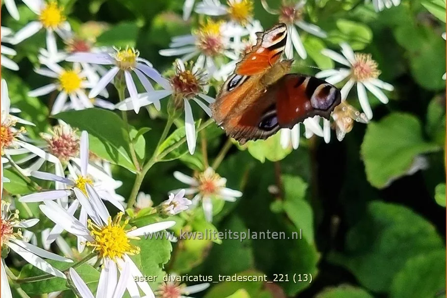 Aster divaricatus 'Tradescant'