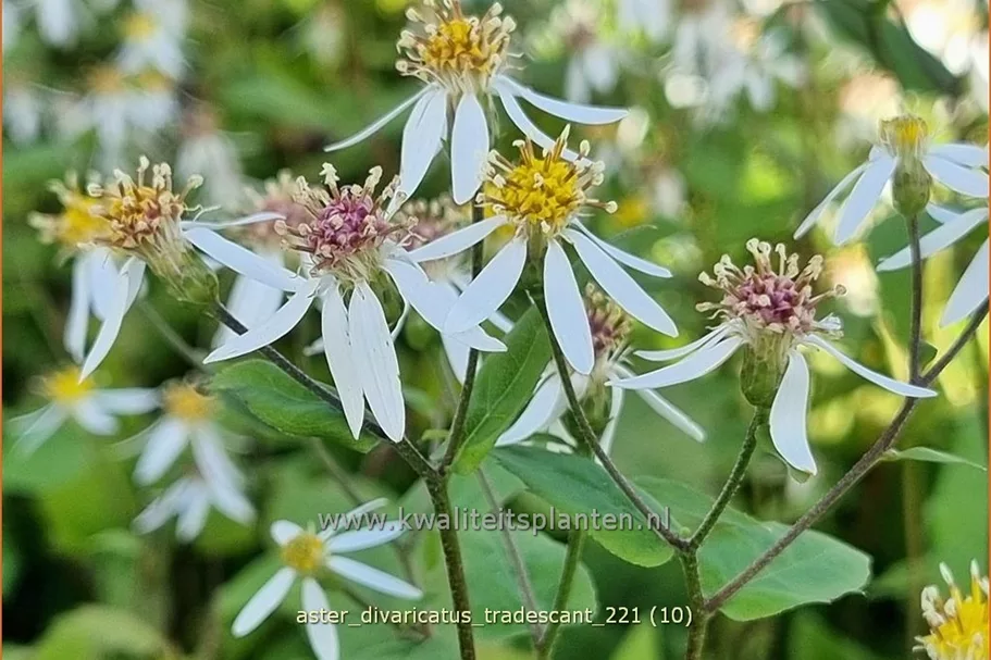 Aster divaricatus 'Tradescant'