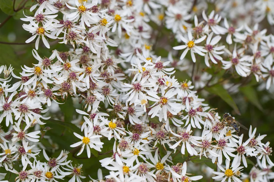 Aster divaricatus 'Tradescant'