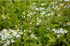 Aster divaricatus 'Tradescant'